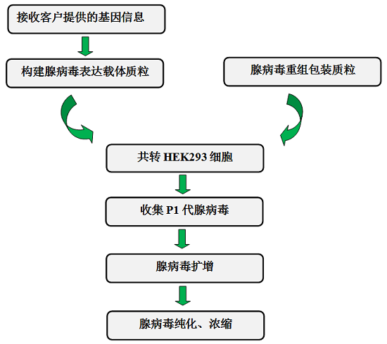 腺病毒包装技术路线-新.png