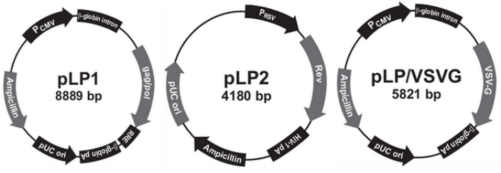 1456299846963587.png 慢病毒-3个包装质粒图谱.png