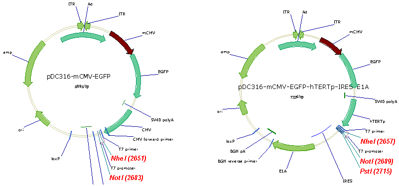 1456902531337179.png AdMAX系统穿梭表达质粒.png