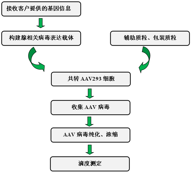 腺相关病毒包装技术路线.png